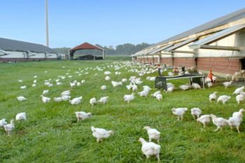 Avian Influenza Reaches Australia image