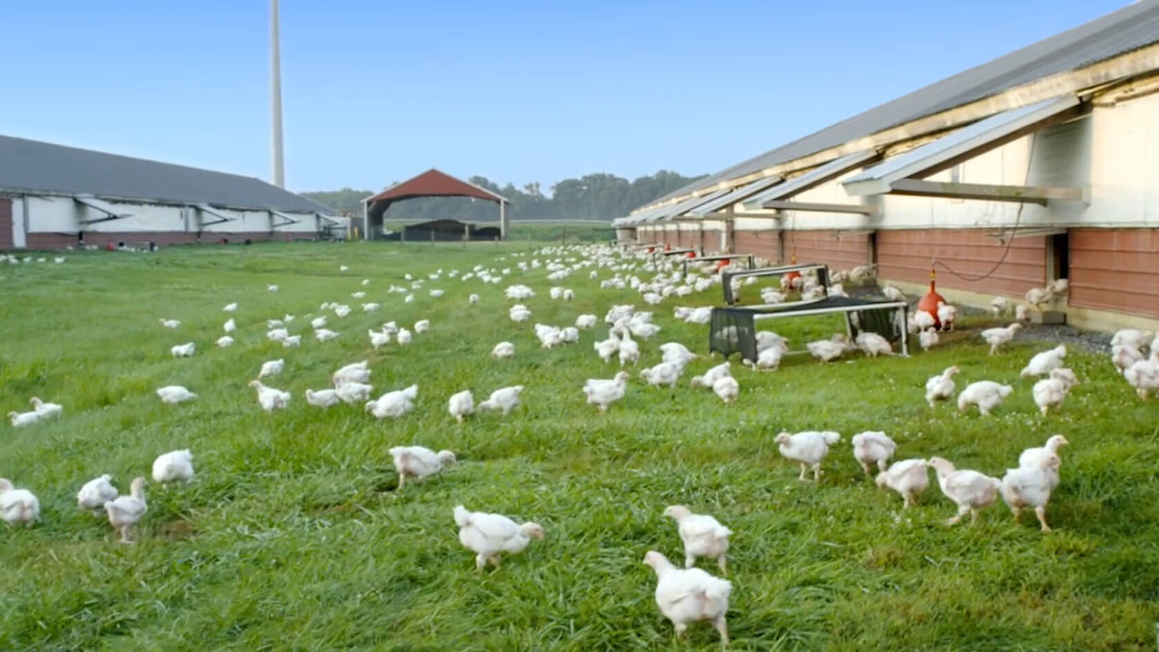 Avian Influenza Reaches Australia image